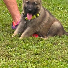 Yellow collar male - Sable male German Shepherd puppy in Ann Arbor, Michigan from Von Der Havier German Shepherds