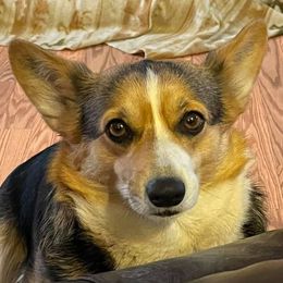 Mia - Pembroke Welsh Corgi