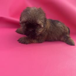 Yorkshire Terrier puppies from Perfect Puppies