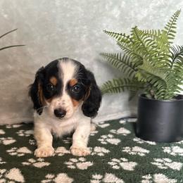 Job - Black and cream male Dachshund puppy in Brandon, Florida from Knights Dachshunds