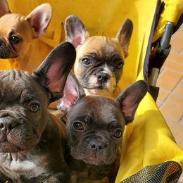 French Bulldogs from Pine Lake Kennel