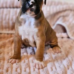 Baby Bee - Brindle female Boxer puppy in Pine River, Wisconsin from Jenks Boxers