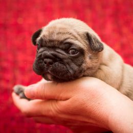 French Bulldog Puppies from BelievaBULL Frenchies