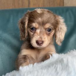 Goldie AKC 6500.00 - Dapple female Dachshund puppy in Krum, Texas from Tired Chef Dachshunds