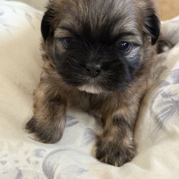Rocko - Black gold and white male Shih Tzu puppy in Dunlap, Tennessee from Beards of Glory