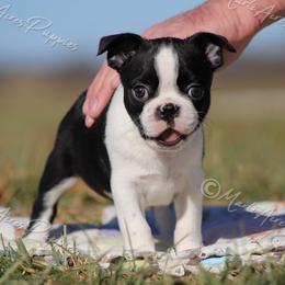 AKC 'Rowdy' - Black and white male Boston Terrier puppy in Lamar, Missouri from Marti Acres ~ Boston Terrier & Beagles