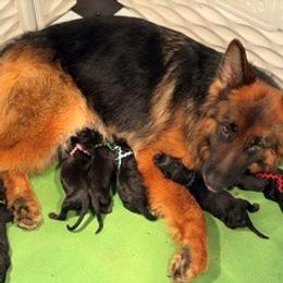 Boy 5 - Black and red male German Shepherd puppy in Valley Springs, South Dakota from Von Pasch German Shepherds