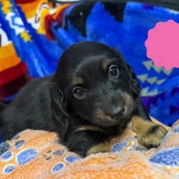 Girl 1 - Black and tan female Dachshund puppy in Stilwell, Oklahoma from Double Down Doxies