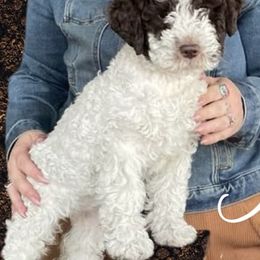 Lagotto Romagnolo Puppies from Brianna Johnson