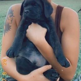 Cane Corso Puppies from Jacqualyns Cane Corso