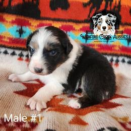Boy 1 - Blue merle male Australian Shepherd puppy in Harpers Ferry, Iowa from Wexford Creek Aussies, LLC