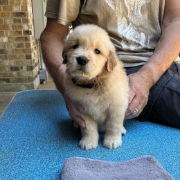 Boy 2 - Golden Retriever puppy in Shepherd, Texas from Wahkeen Golden Retrievers
