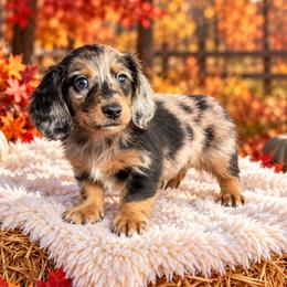 Onyx - Dapple male Dachshund puppy in Fultonville, New York from Sandy Aussies, Mini Dachshunds & Pomeranians