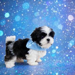 Shichon and Shih Tzu Puppies from Angie’s Teddy Bear Puppies Minnesota