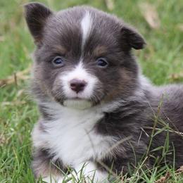 Bluie Boy 1 - Blue male Pembroke Welsh Corgi puppy in Cameron, Texas from Moonstone Corgis & Frenchies
