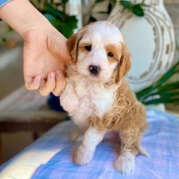Giver - Cream male Goldendoodle puppy in Mapleton, Utah from Natural Doodle Life