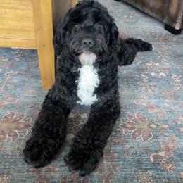 Opal - Portuguese Water Dog