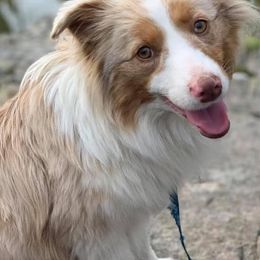 Dachshunds, Miniature Australian Shepherds, and Poodles from Happy Puppy Paws