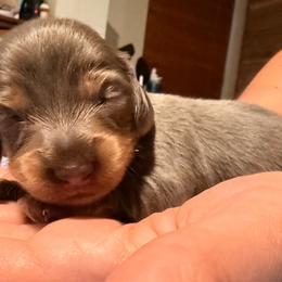 Silver - Blue and cream female Dachshund puppy in Glendale, Arizona from Collier Dachshunds
