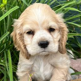 Boy 5 - Buff male Cocker Spaniel puppy in Trinidad, Colorado from Sweet Cockers