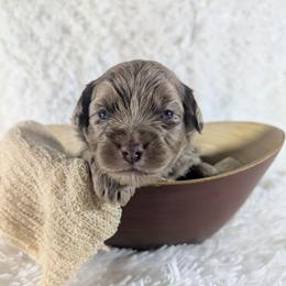 Munster - Red merle male Aussiedoodle puppy in Haleyville, Alabama from The Cuddly Dood Ranch