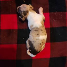 Snickers - Piebald male Dachshund puppy in Ashland, Mississippi from Hope's pups