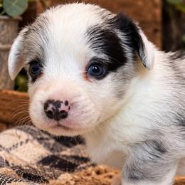 Dusty - Blue merle and white male Cardigan Welsh Corgi puppy in Kerens, West Virginia from Leather & Lace
