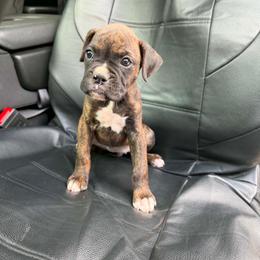Girl 2 - Brindle female Boxer puppy in Prestonsburg, Kentucky from Diamond Standard Boxers