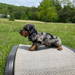 Axel - Dapple male Dachshund puppy in Milroy, Pennsylvania from Not Your Average Weiner