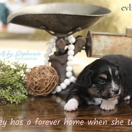 Miniature Australian Shepherd Puppies from ELVF Mini Aussies