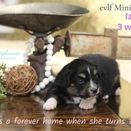 Miniature Australian Shepherd Puppies from ELVF Mini Aussies