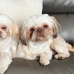 Shih Tzus from Maizy Mae's Moose Nuggets