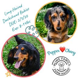 Dachshund puppies from Bline’s Awesome Aussies & Doxies at the Bline Family Farm