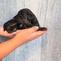 Cashew - Black tri-color male Aussiedoodle puppy in Lithia, Florida from Waterford Doodle Farm