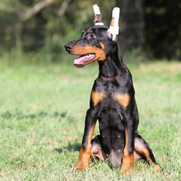 Myrcella - Black and rust female Doberman Pinscher puppy in Rockwall, Texas from Elitehaus
