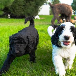 Bernedoodle and Goldendoodle Puppies from Camp Doodle Woods