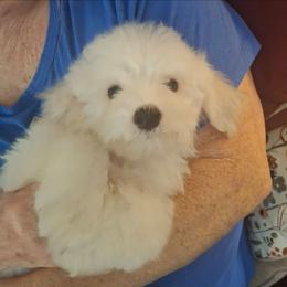 Bunny - White female Bichon Frise puppy in Wesley Chapel, Florida from Adorable Bichon