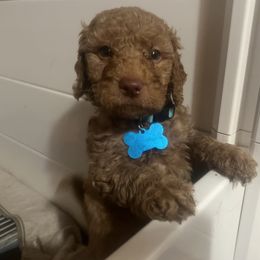 Goldendoodle Puppies from Dream Lake Doodles