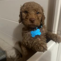 Goldendoodle Puppies from Dream Lake Doodles