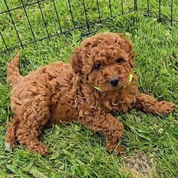 Olivia - Red female Cavapoo puppy in Blackfoot, Idaho from Rocky Desert Goldens and Cavaliers