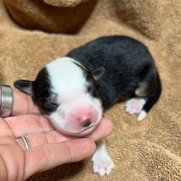 Boy 3 - Black tri male Miniature Australian Shepherd puppy in Olean, New York from Windy River Mini Aussie