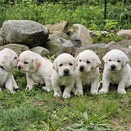 Green collar - Yellow male Labrador Retriever puppy in Plainwell, Michigan from Preuss Puppies