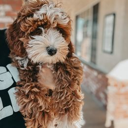 Bernedoodle, Goldendoodle, and Sheepadoodle Puppies from High Desert Doodles