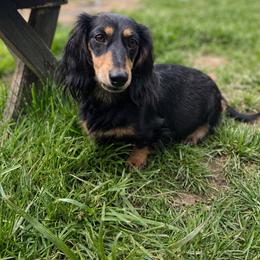 Millie - Dachshund