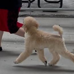 Poodles from Rosewood Standard Poodles
