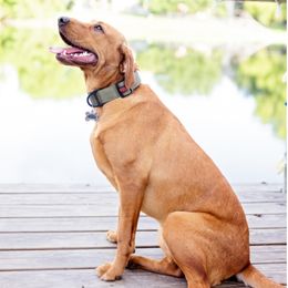 Double Doodle and Labrador Retriever All Grown Up from McCreary Highlander Labradors