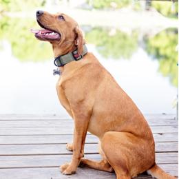 Double Doodle and Labrador Retriever All Grown Up from McCreary Highlander Labradors