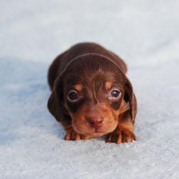AKC Cosmo - Chocolate and tan male Dachshund puppy in Billings, Missouri from Bundles of Joy
