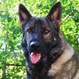 German Shepherds from Desert Canyon German Shepherds