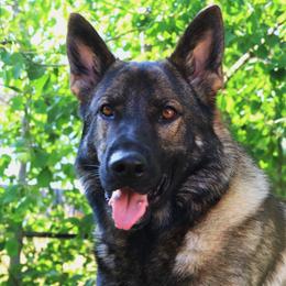 German Shepherds from Desert Canyon German Shepherds